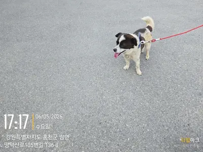 믹스견 사진