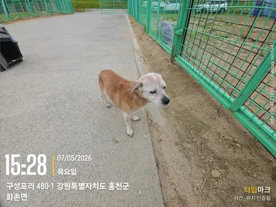 믹스견 사진
