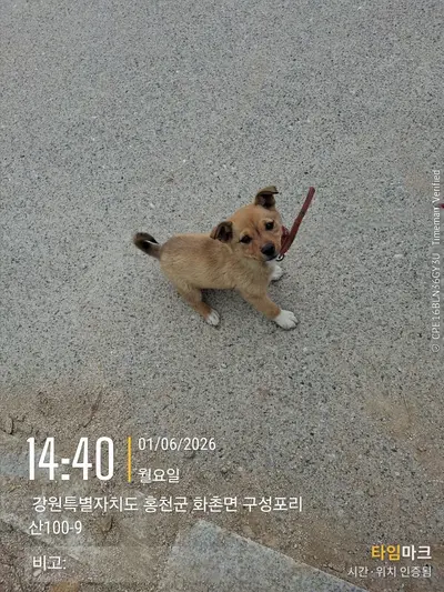 믹스견 사진