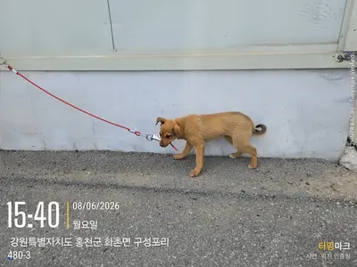 믹스견 사진