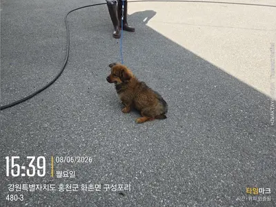 믹스견 사진