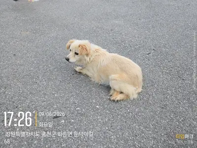 믹스견 사진
