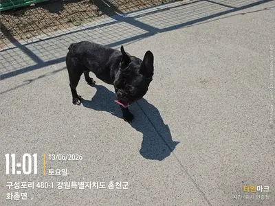 프렌치 불독 사진