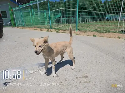 믹스견 사진