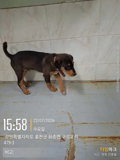 도베르만 사진