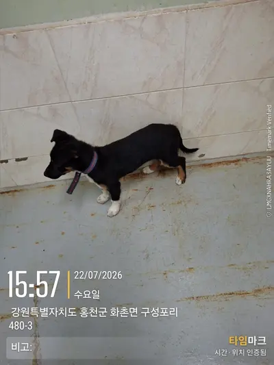 도베르만 사진