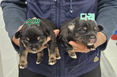 믹스견 사진