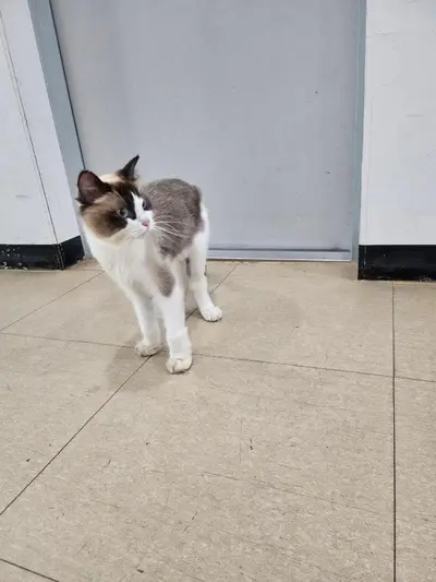 레그돌 사진
