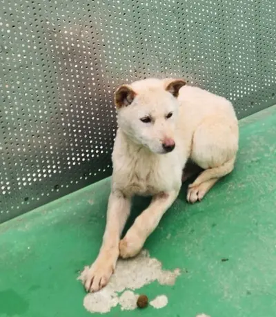 믹스견 사진