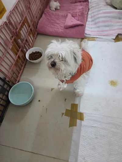 말티즈 사진