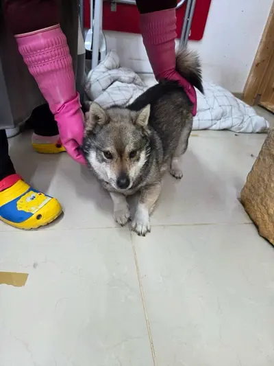 믹스견 사진