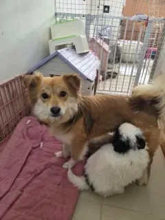 믹스견 사진