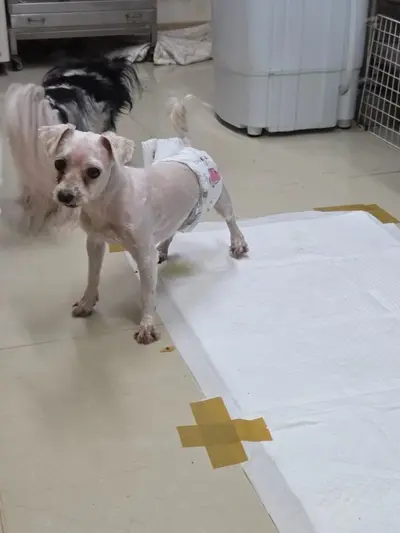 말티즈 사진
