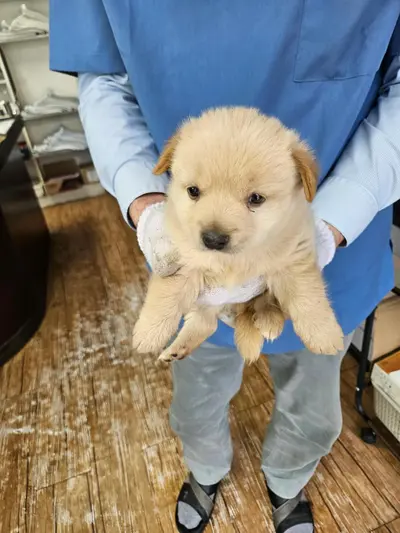 믹스견 사진
