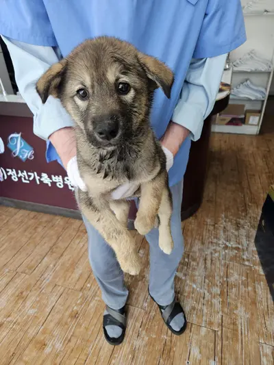 믹스견 사진