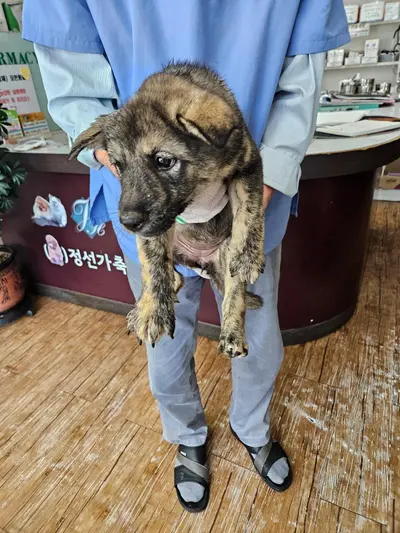 믹스견 사진