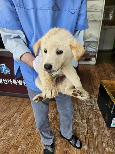 믹스견 사진