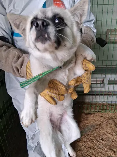 믹스견 사진