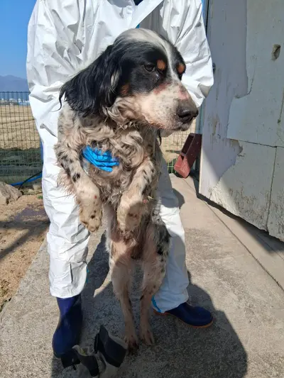 잉글리쉬 세터 사진