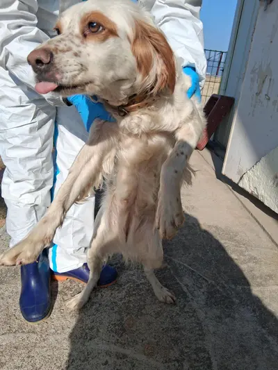 잉글리쉬 세터 사진