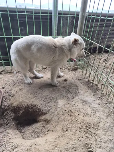 믹스견 사진