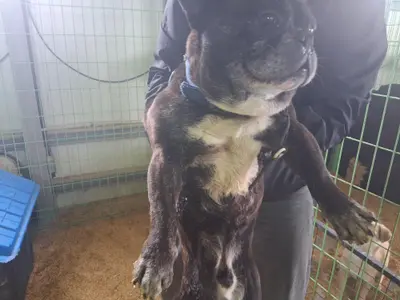 프렌치 불독 사진