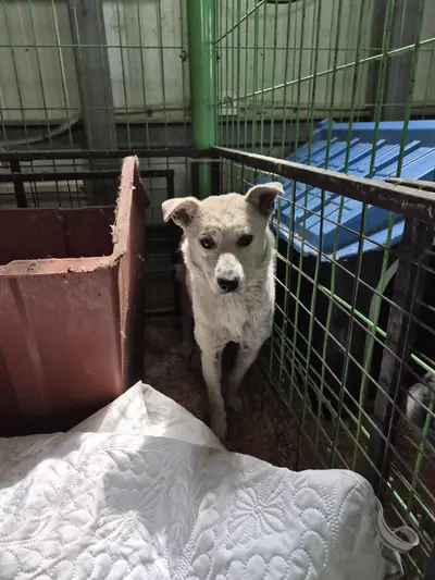 믹스견 사진