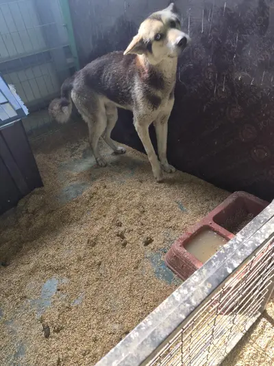 믹스견 사진