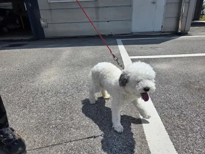비숑 프리제 사진