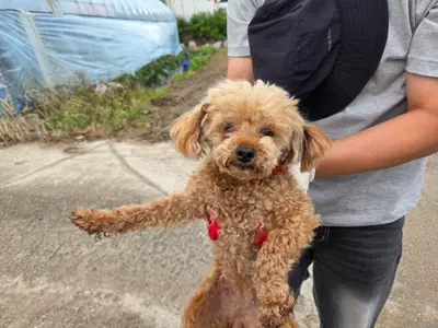 푸들 사진