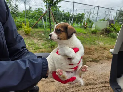믹스견 사진