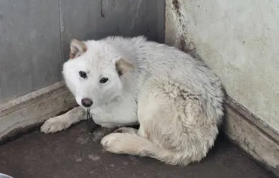 믹스견 사진