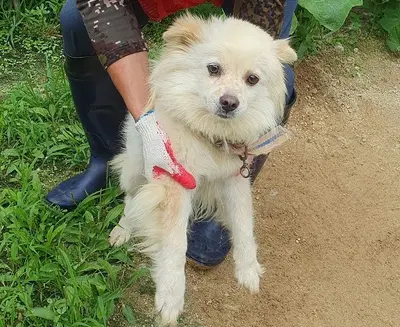 포메라니안 사진