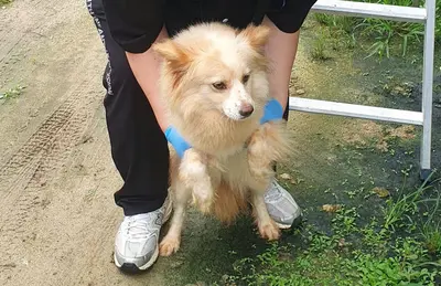 포메라니안 사진