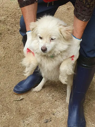 믹스견 사진