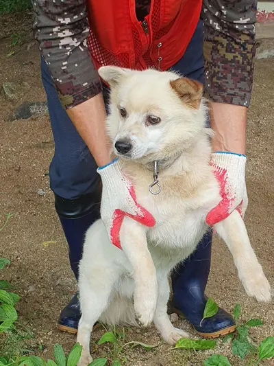 믹스견 사진