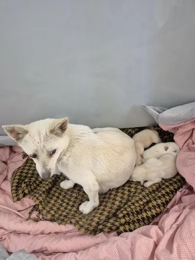 믹스견 사진