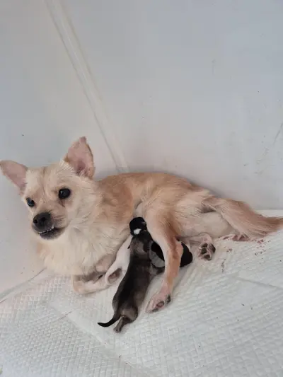 믹스견 사진