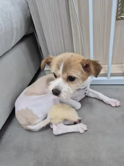 믹스견 사진