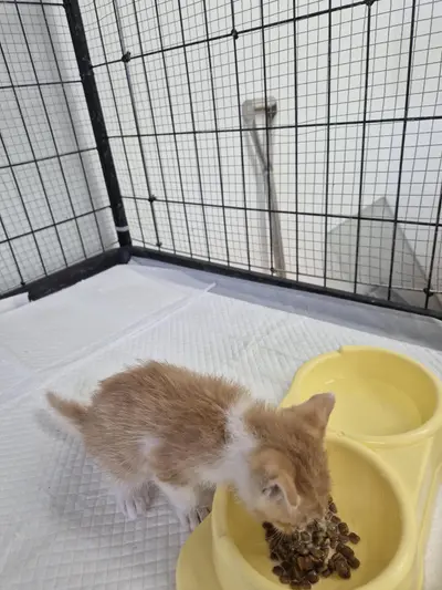 한국 고양이 사진