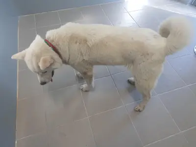 진도견 사진