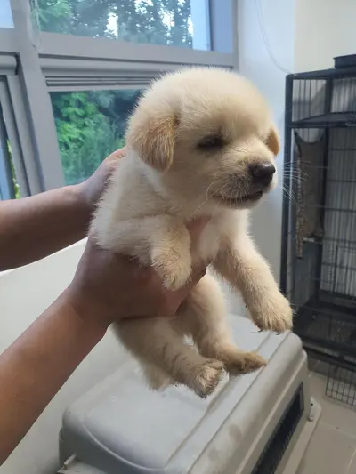 믹스견 사진