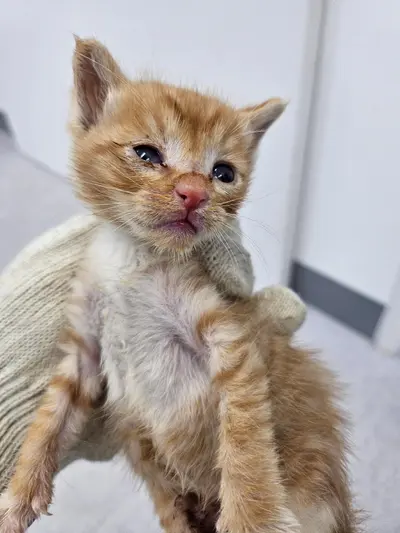 한국 고양이 사진