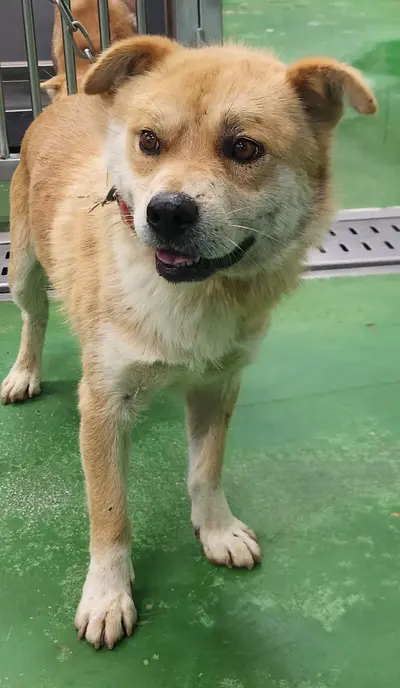 믹스견 사진