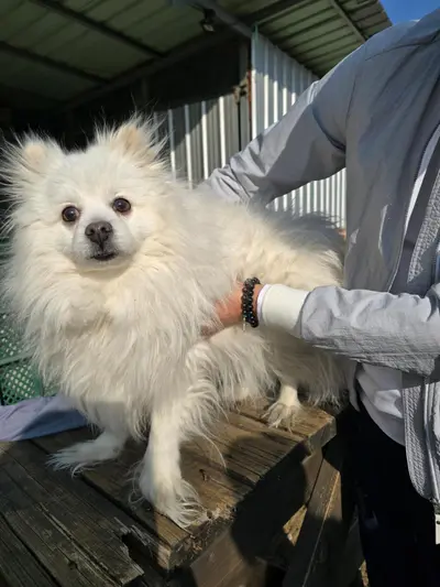 포메라니안 사진