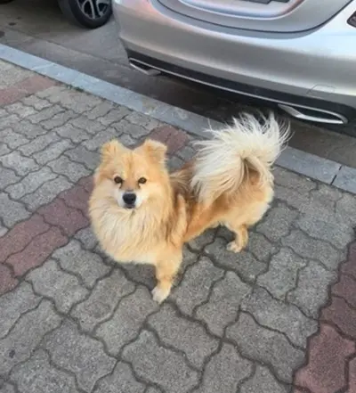 포메라니안 사진