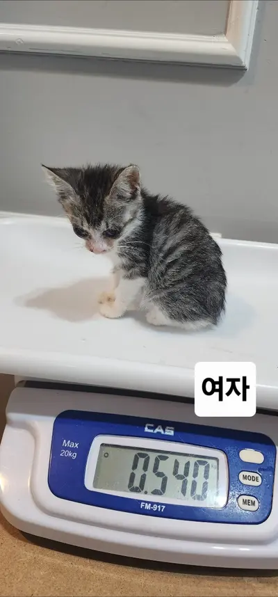 한국 고양이 사진