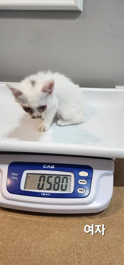 한국 고양이 사진