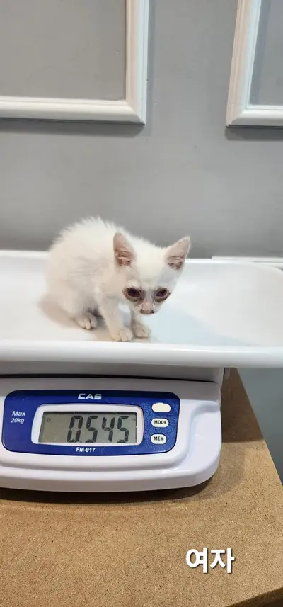 한국 고양이 사진