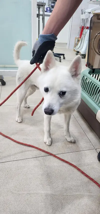 믹스견 사진
